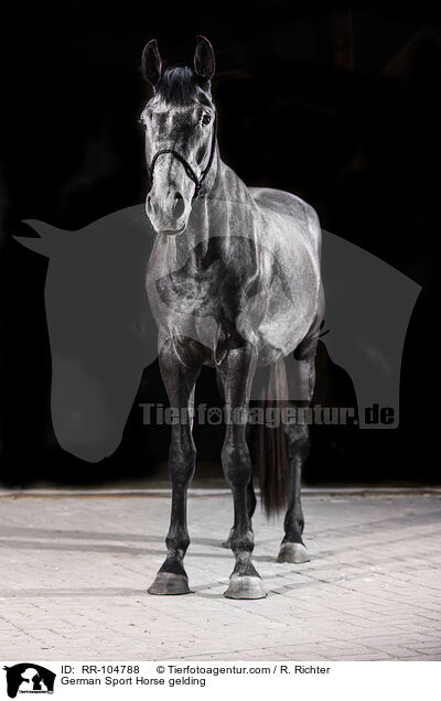 Deutscher Sportpferd Wallach / German Sport Horse gelding / RR-104788