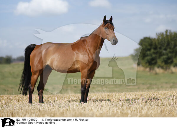 Deutscher Sportpferd Wallach / German Sport Horse gelding / RR-104839