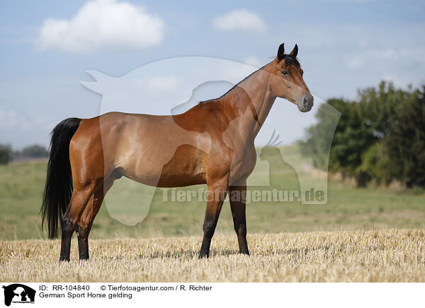 Deutscher Sportpferd Wallach / German Sport Horse gelding / RR-104840