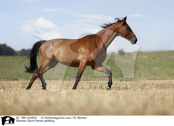Deutscher Sportpferd Wallach / German Sport Horse gelding / RR-104852