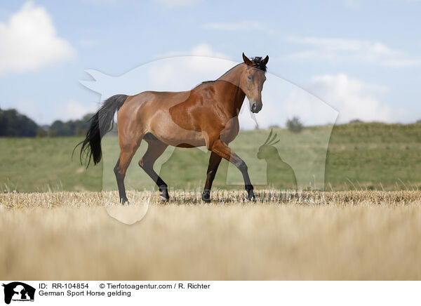 Deutscher Sportpferd Wallach / German Sport Horse gelding / RR-104854