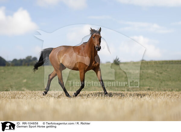 Deutscher Sportpferd Wallach / German Sport Horse gelding / RR-104858