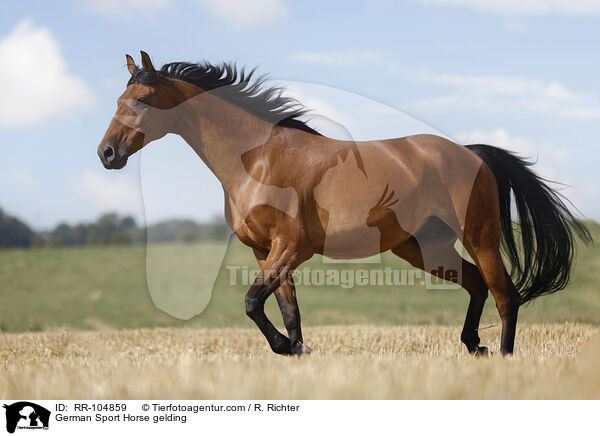 Deutscher Sportpferd Wallach / German Sport Horse gelding / RR-104859
