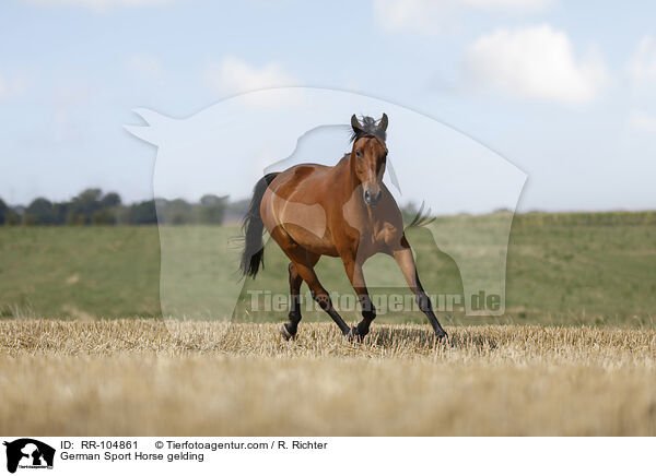 Deutscher Sportpferd Wallach / German Sport Horse gelding / RR-104861