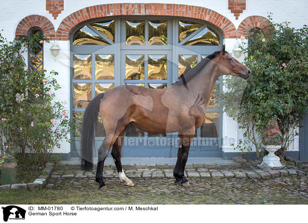 Deutsches Sportpferd / German Sport Horse / MM-01780