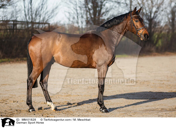 Deutsches Sportpferd / German Sport Horse / MM-01828