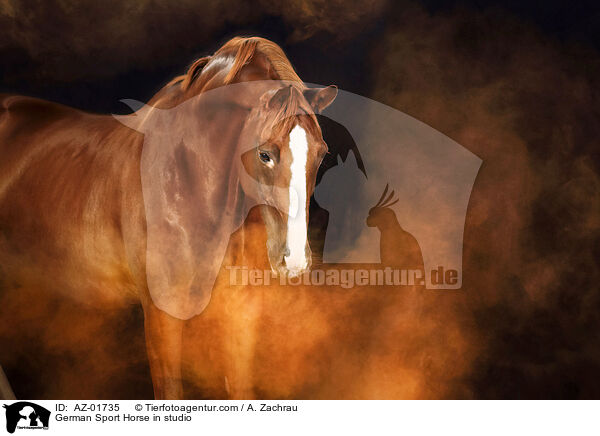 Deutsches Sportpferd im Studio / German Sport Horse in studio / AZ-01735