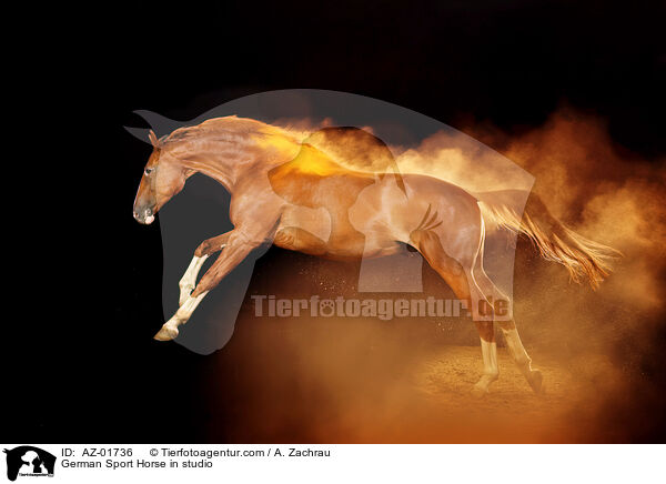 German Sport Horse in studio / AZ-01736