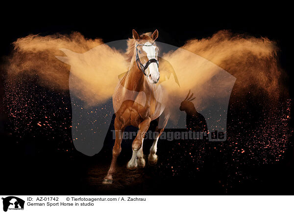 German Sport Horse in studio / AZ-01742