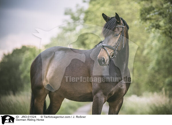 Deutsches Sportpferd / German Riding Horse / JRO-01524