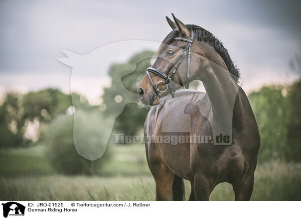 Deutsches Sportpferd / German Riding Horse / JRO-01525