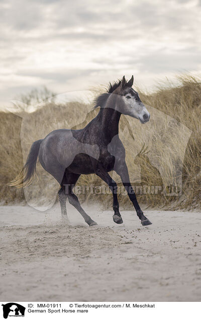 German Sport Horse mare / MM-01911