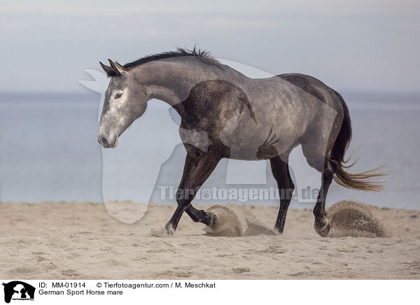 Deutsches Sportpferd Stute / German Sport Horse mare / MM-01914