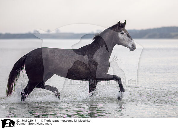 German Sport Horse mare / MM-02017