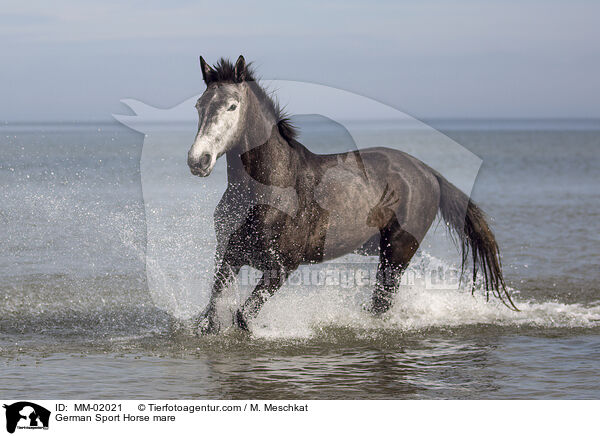 German Sport Horse mare / MM-02021
