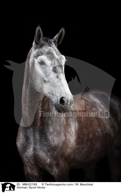 German Sport Horse / MM-02188