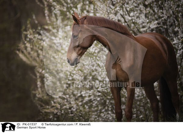 German Sport Horse / PK-01537