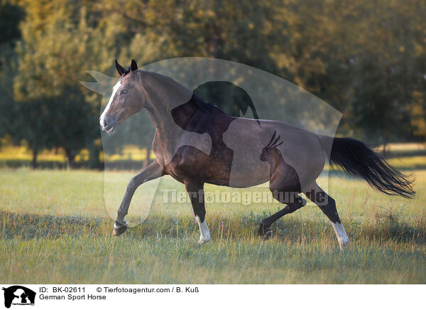 Deutsches Sportpferd / German Sport Horse / BK-02611