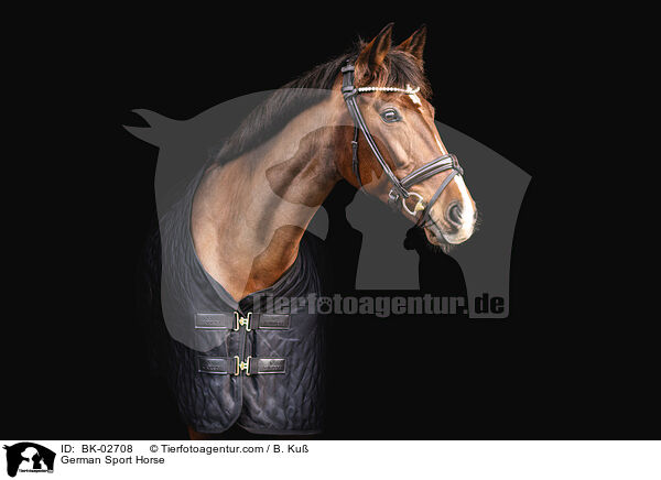 Deutsches Sportpferd / German Sport Horse / BK-02708