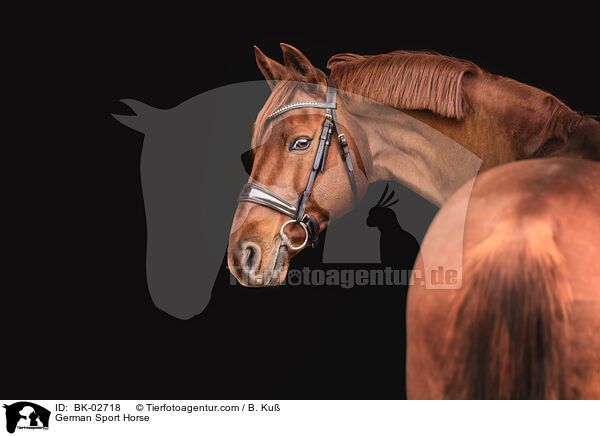 Deutsches Sportpferd / German Sport Horse / BK-02718