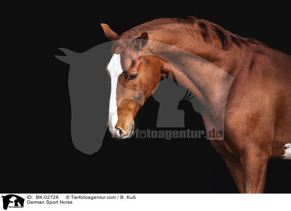 Deutsches Sportpferd / German Sport Horse / BK-02728