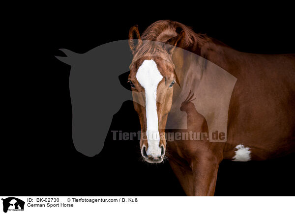 Deutsches Sportpferd / German Sport Horse / BK-02730
