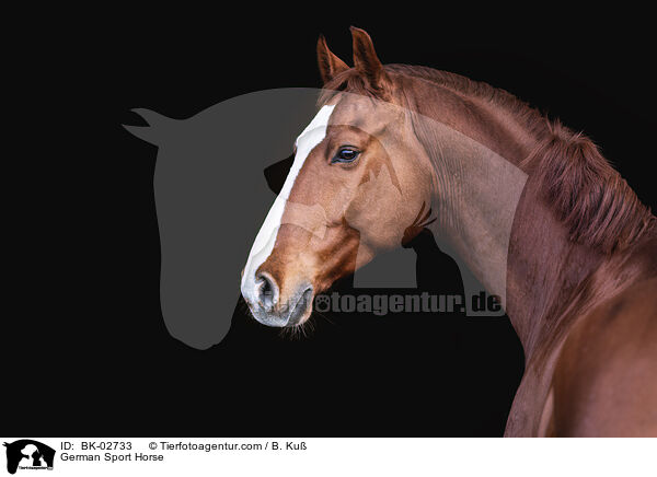 Deutsches Sportpferd / German Sport Horse / BK-02733