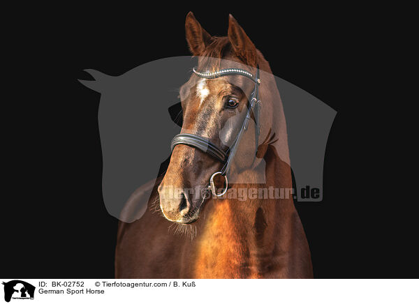 Deutsches Sportpferd / German Sport Horse / BK-02752
