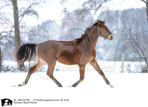 German Sport Horse / BK-02758