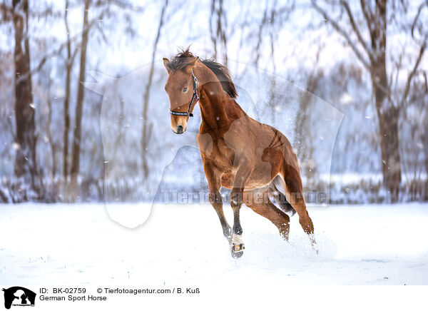 Deutsches Sportpferd / German Sport Horse / BK-02759