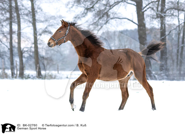 German Sport Horse / BK-02760