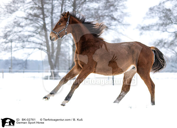 German Sport Horse / BK-02761