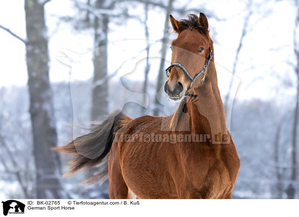 Deutsches Sportpferd / German Sport Horse / BK-02765