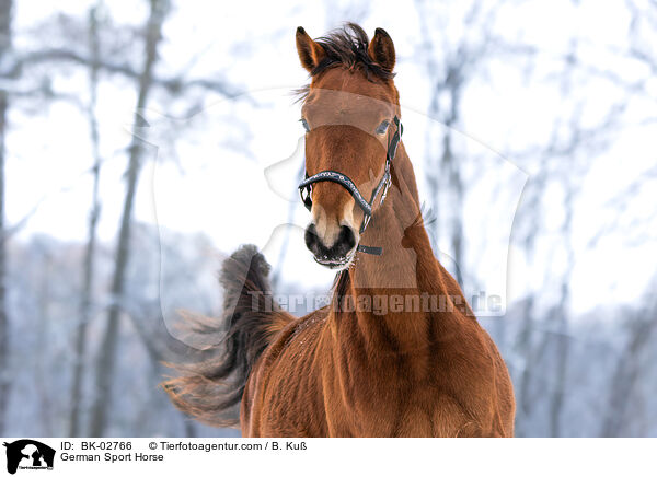 German Sport Horse / BK-02766