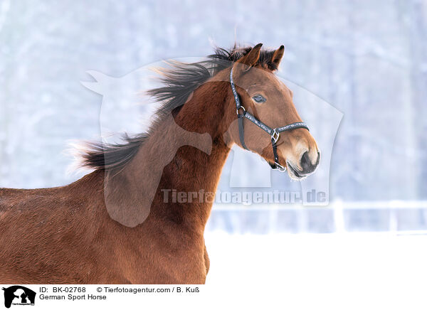 German Sport Horse / BK-02768
