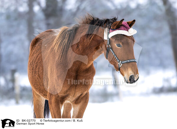 German Sport Horse / BK-02770