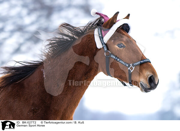 German Sport Horse / BK-02772