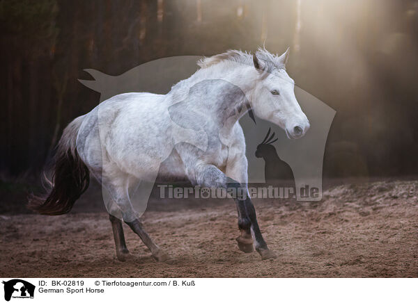 German Sport Horse / BK-02819