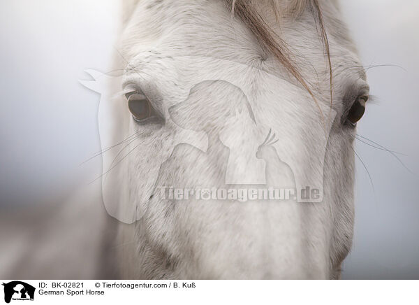 German Sport Horse / BK-02821