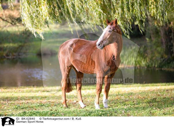 Deutsches Sportpferd / German Sport Horse / BK-02840