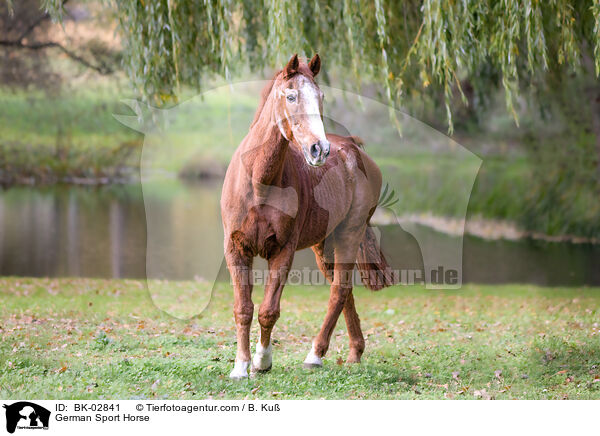 German Sport Horse / BK-02841
