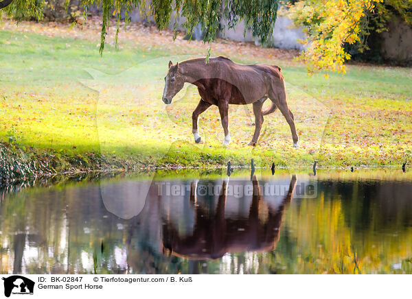 German Sport Horse / BK-02847