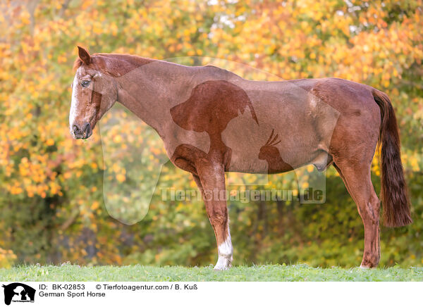 German Sport Horse / BK-02853