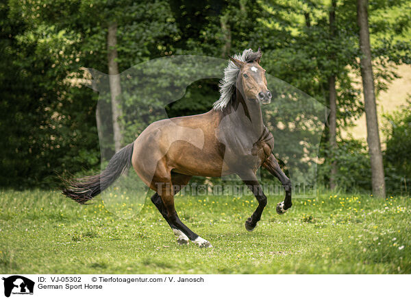 German Sport Horse / VJ-05302