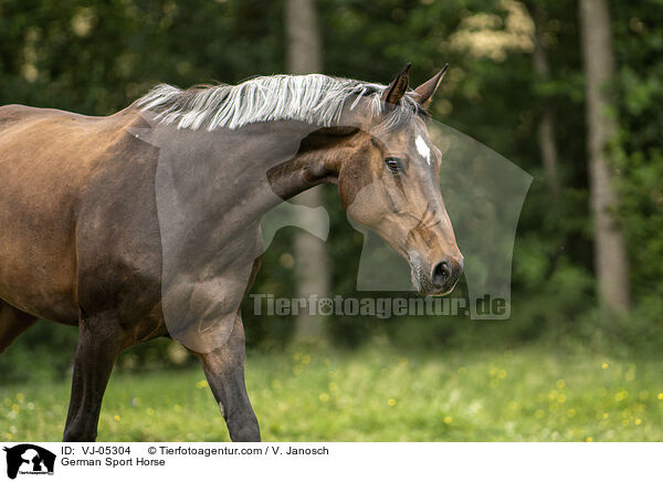German Sport Horse / VJ-05304