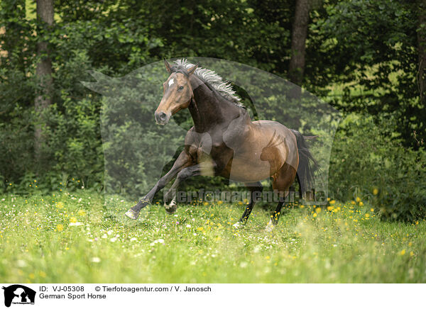German Sport Horse / VJ-05308