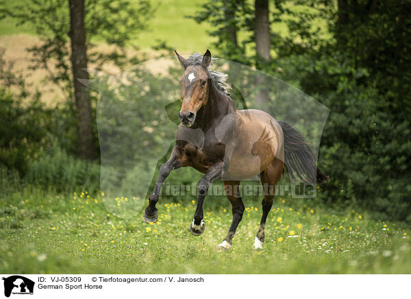 German Sport Horse / VJ-05309