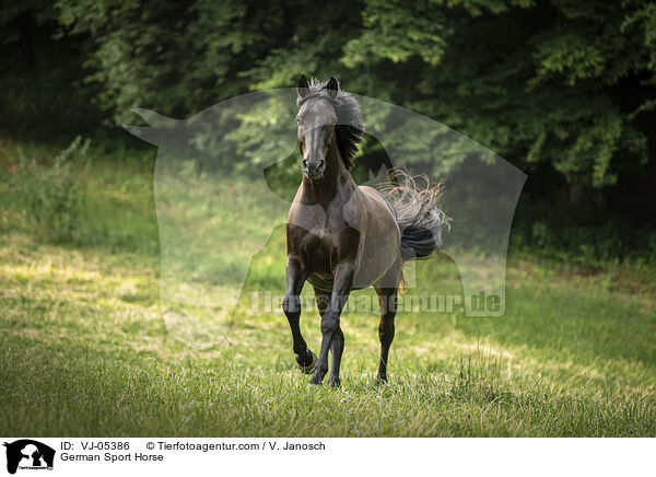 German Sport Horse / VJ-05386
