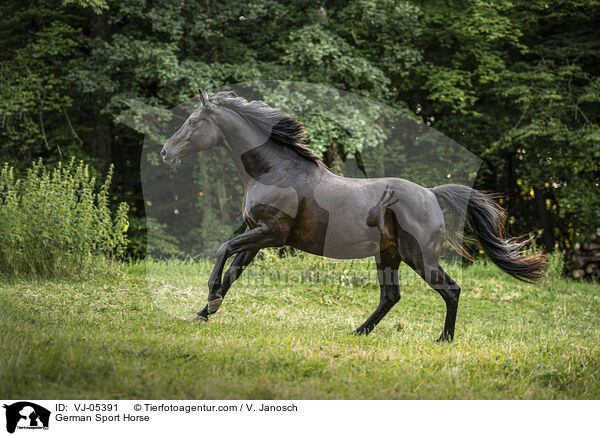 German Sport Horse / VJ-05391