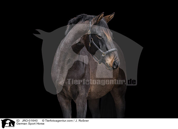 Deutsches Sportpferd / German Sport Horse / JRO-01640